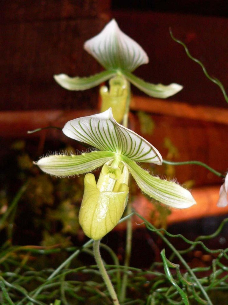 orchidee